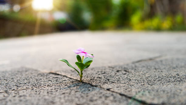 istock Pink flower growing through crack pavement 2204697537