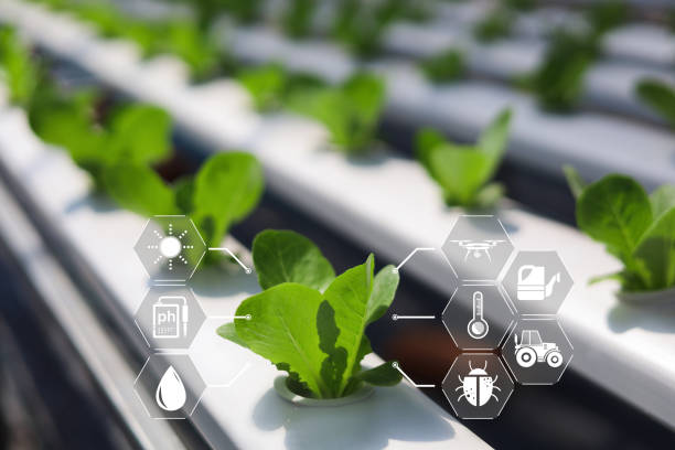 istock Smart farmer concept, Modern technology for sustainable practices, Intelligent AI digital farm wiht precision farming control, Climate monitoring, Farm management system, digital farm 2204697606
