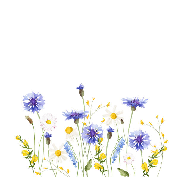 istock Watercolor floral horizontal border. Meadow blue cornflowers, yellow wild flowers, chamomiles, green branches, leaves. 2204697644