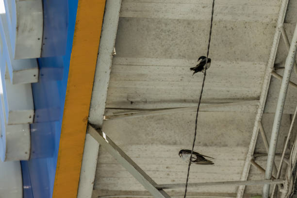 istock A couple of tiny barn swallows perched on a wire 2204697665