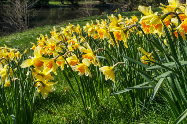 istock Daffodils as a herald of spring 2204700276