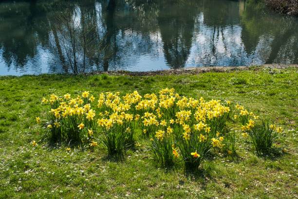 Close-up of yellow flowering daffodils in the spa gardens of Wiesbaden