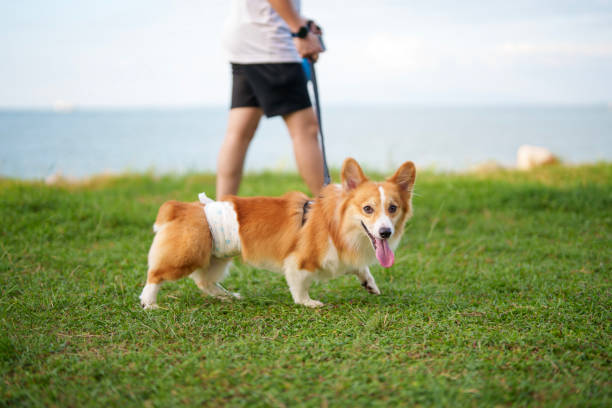 A happy Pembroke Welsh Corgi wearing a diaper walks on a grassy field near the ocean while on a leash. The dog appears energetic and playful, enjoying the outdoor setting.
