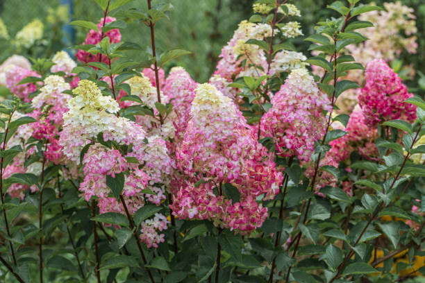 istock Hydrangea paniculata sort Fraise Melba hydrangea with pink flowers blooms in the garden in summer 2204700865