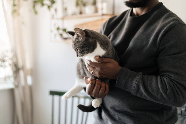 istock Man holding cat in modern kitchen interior with warm natural light 2204700909