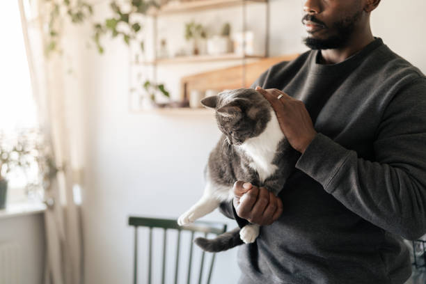 istock Man holding cat in modern kitchen interior with warm natural light 2204700910
