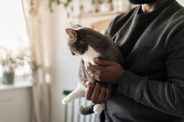 istock Man holding cat in modern kitchen interior with warm natural light 2204700916