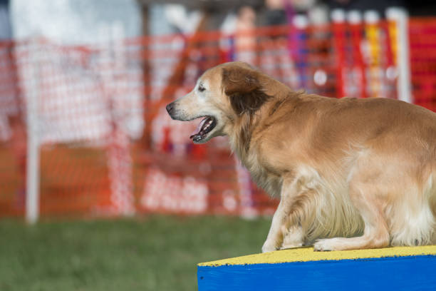 Border Collie on teeter totter obstacle on agility course