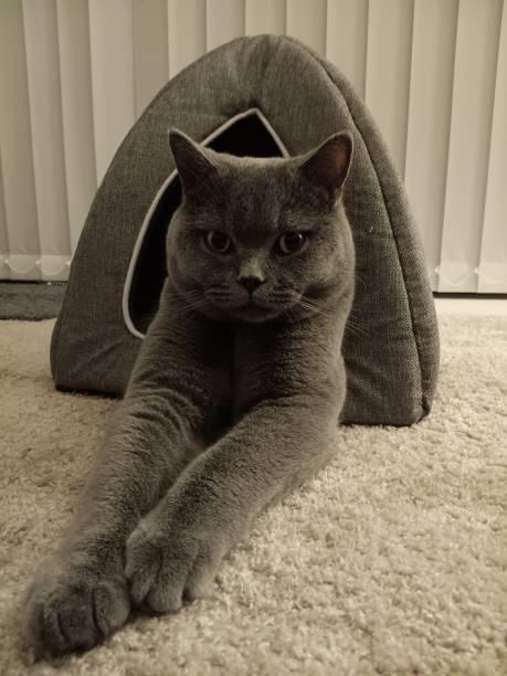 istock Beautiful British Shorthair cat 2204701783