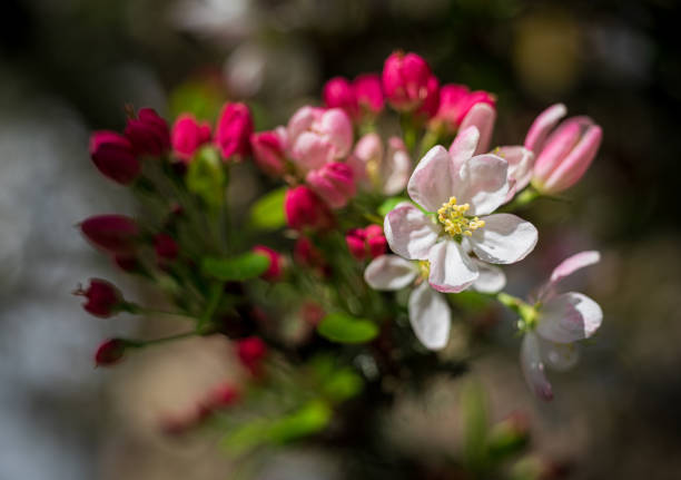 Cherry Blossoms in Monterey California