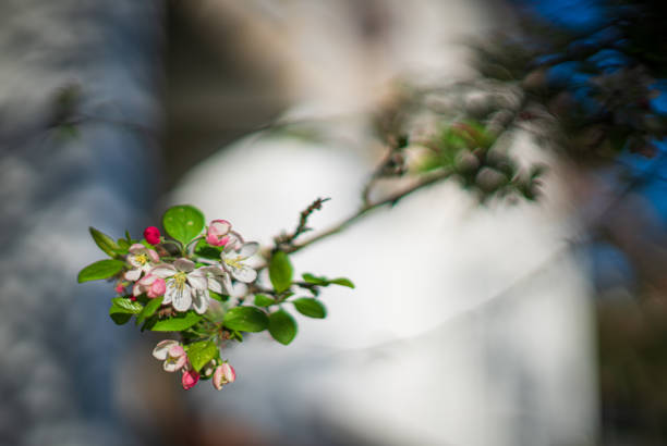 Cherry Blossoms in Monterey California