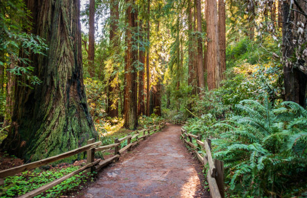 istock Towering Pines, Muir Woods National Monument 2204702638