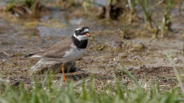 istock Common Ringed Plover near the lake 2204702714