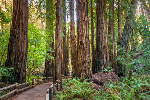 istock Towering Pines, Muir Woods National Monument 2204703070