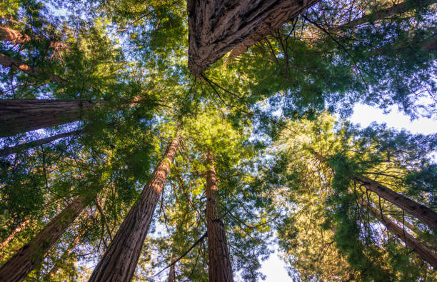 istock Towering Pines, Muir Woods National Monument 2204703521