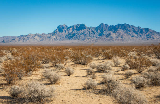 Mojave National Preserve in California on a Clear Summer Day