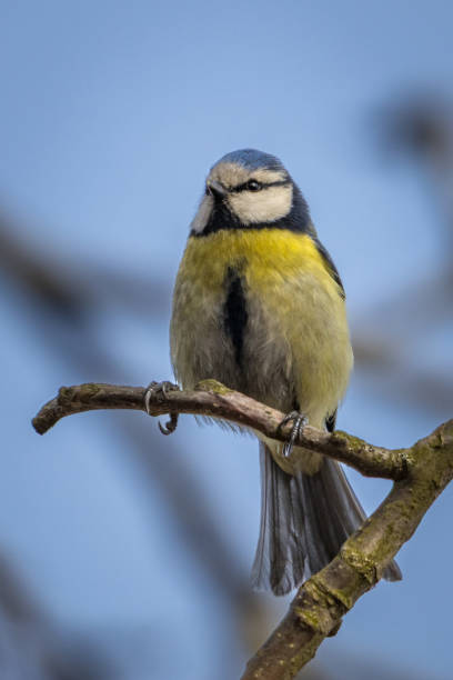 istock Close-Up of a Tit on Branch 2204704837