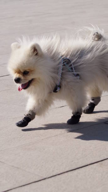 istock walking white dog in small shoes 2204705066