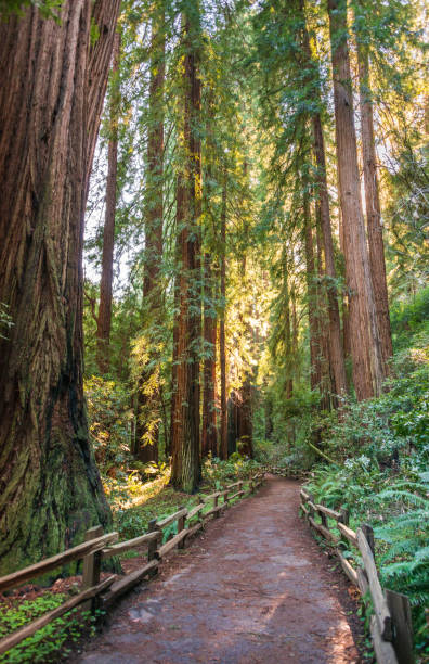 istock Towering Pines, Muir Woods National Monument 2204705195