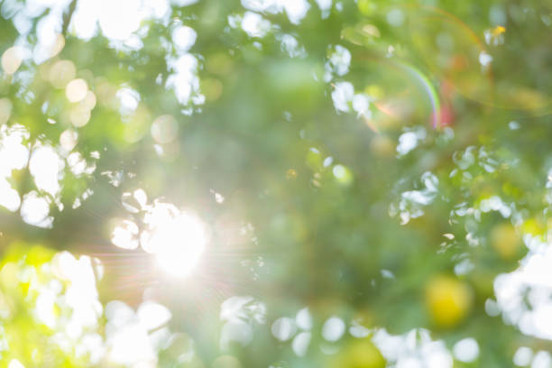 Business concept nature revolves around citrus orchard orange tree are growing, vibrant fruit organic lush leaves creating stunning background, green garden of thriving crop ripe laden with branches