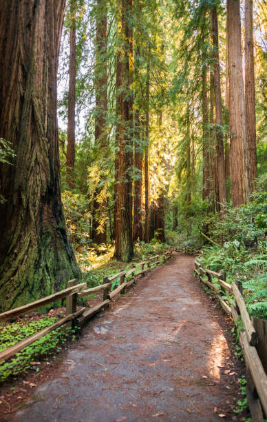 istock Towering Pines, Muir Woods National Monument 2204706464