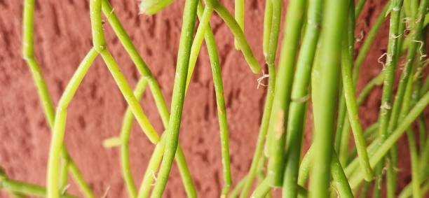 istock On a reddish-brown background, Rhipsalis teres becomes a natural work of art. The interplay between the fine stems and the warm background color creates a sophisticated and captivating visual effect. 2204706702