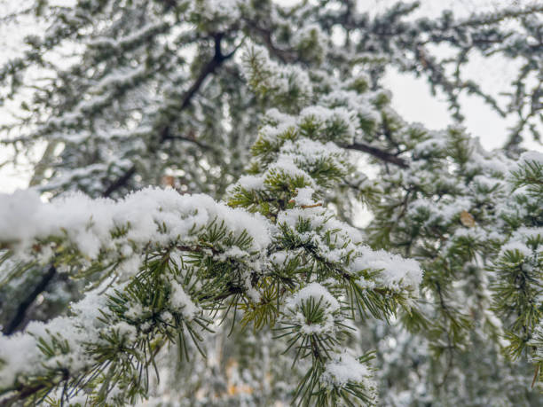 Pine tree branches are covered with frost, nature winter natural background, snow-covered coniferous needles