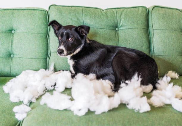 istock Border collie puppy and destroyed cushion 2204709517