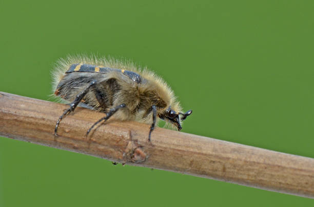 istock Hairy Flower Chafer (Tropinota hirta) on a Branch 2204709592