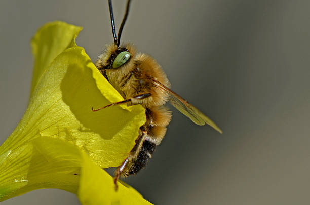 istock Bee on Yellow Flower: Close-Up of Pollinator 2204709715