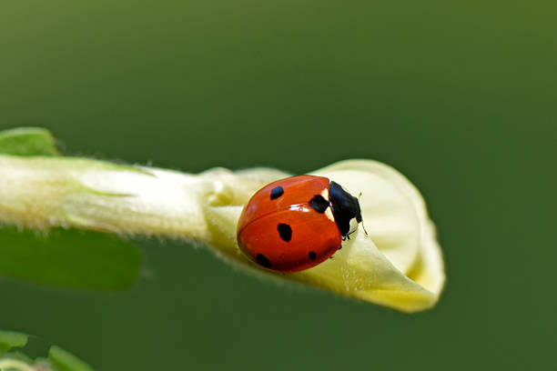 The close-up view emphasizes the smooth texture of the ladybug's shell and the delicate details of the flower's petals.