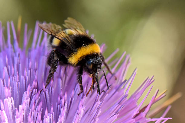istock Bumblebee on Purple Flower: Pollinating Insect Close-Up 2204709796