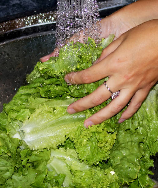 istock Woman washes lettuce. 2204709848