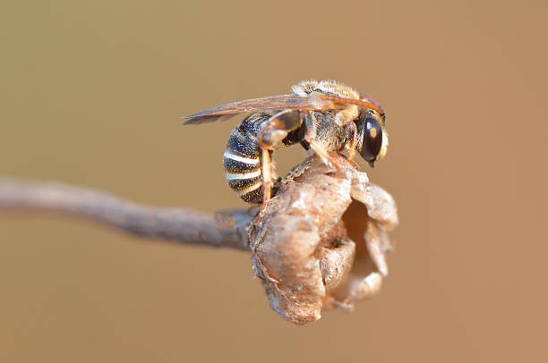 istock Bee Staying on a Dry Wildflower in Cyprus 2204709854