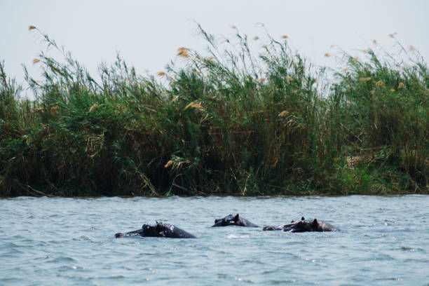Photo of hippopotamus swimming in the Okavango Deslta in Botswana.