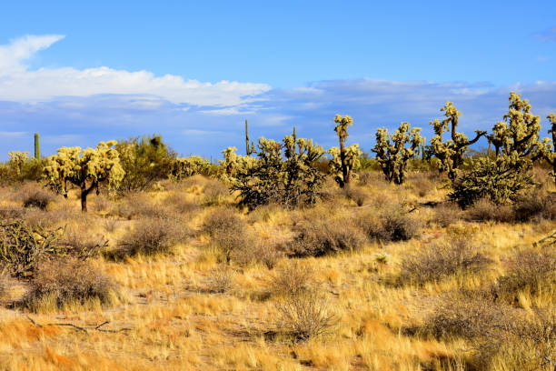 Expansive landscape Sonora desert in central Arizona USA on a early fall morning