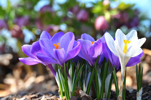 istock Purple and white crocuses blooming in a spring flower garden 2204716118