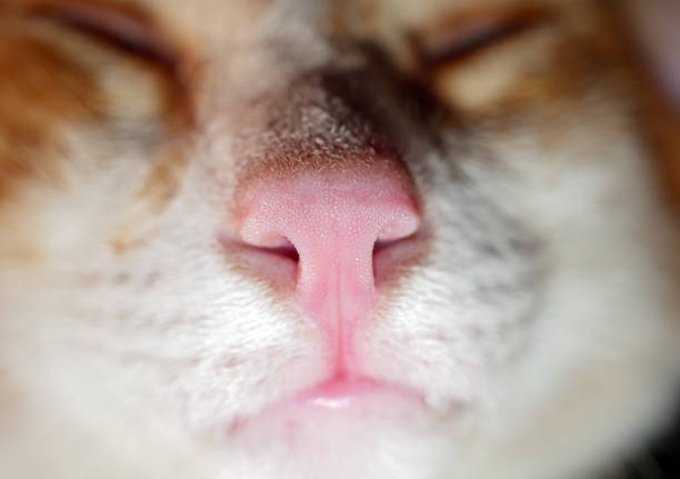 Macro shot of pink nose orange tabby cat