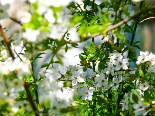 branch with spring flowers