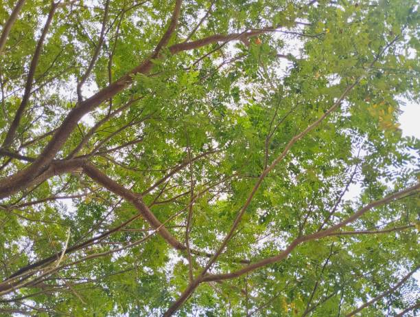 istock low-angle view of a tree canopy with green leaves and brown branches against a bright sky 2204718088