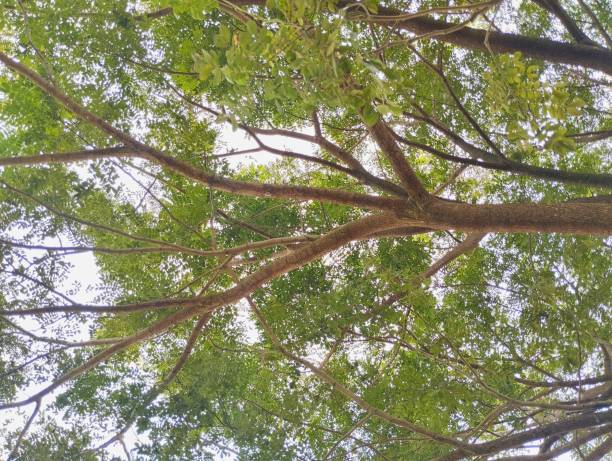 istock low-angle view of a tree canopy with green leaves and brown branches against a bright sky 2204718089