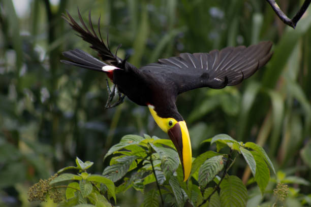 istock Yellow throated Toucan caught in mid flight 2204720676