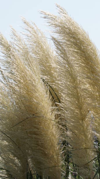 istock Pampas grass in the park 2204721552