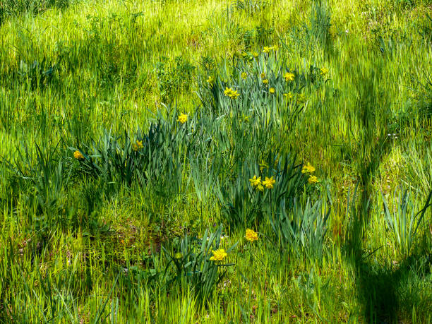 footpath daffodils spring wild flowers walking hiking