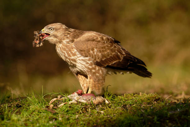 istock Eurasian Buzzard that caught a quail 2204722487