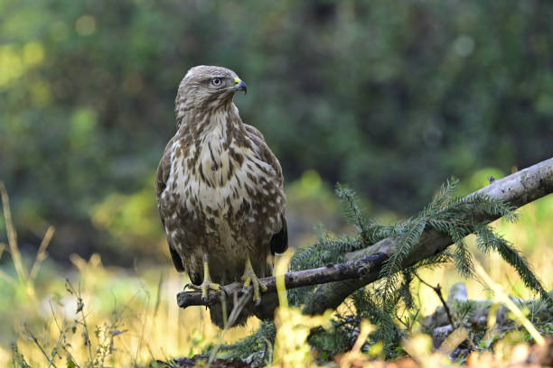istock Eurasian buzzard in the woods 2204722554