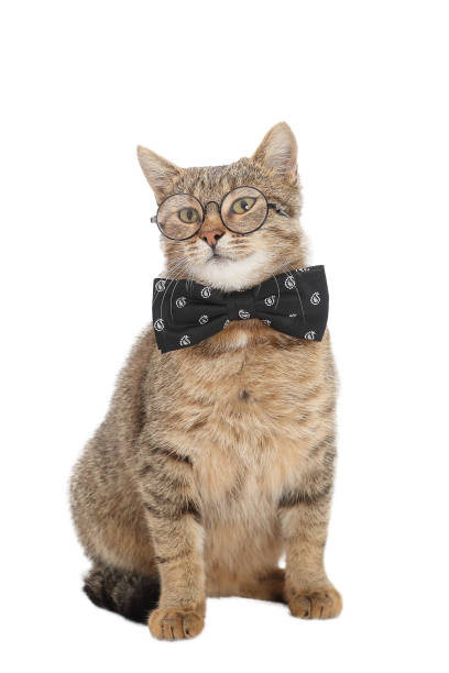 istock cat wearing glasses and a black bow tie 2204722642