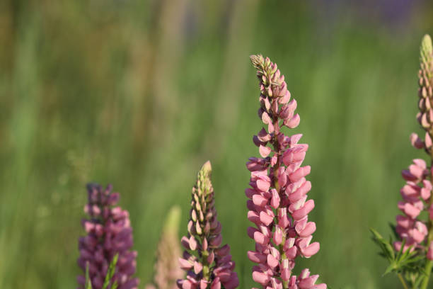 Lupins.