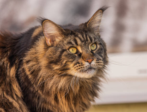 istock Portrait of a marbled Maine Coon 2204724801