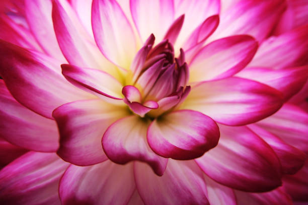 istock pink white dahlia flower macro close up 2204725121